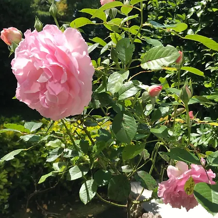 Rez De Jardin En Bord De كانيو سور مير